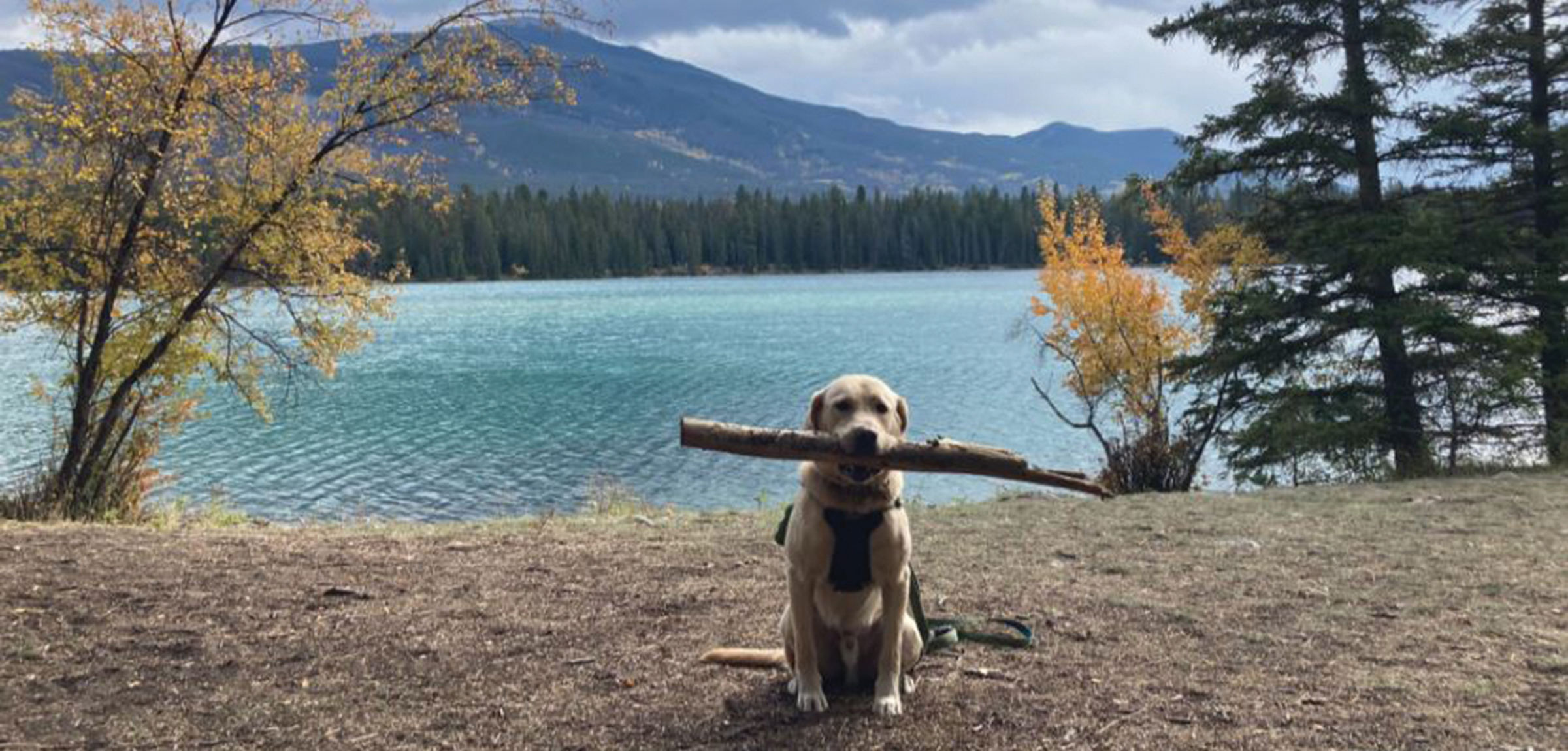 Yellow lab seated in front of a mountain lake in the fall proudly holding a big stick.