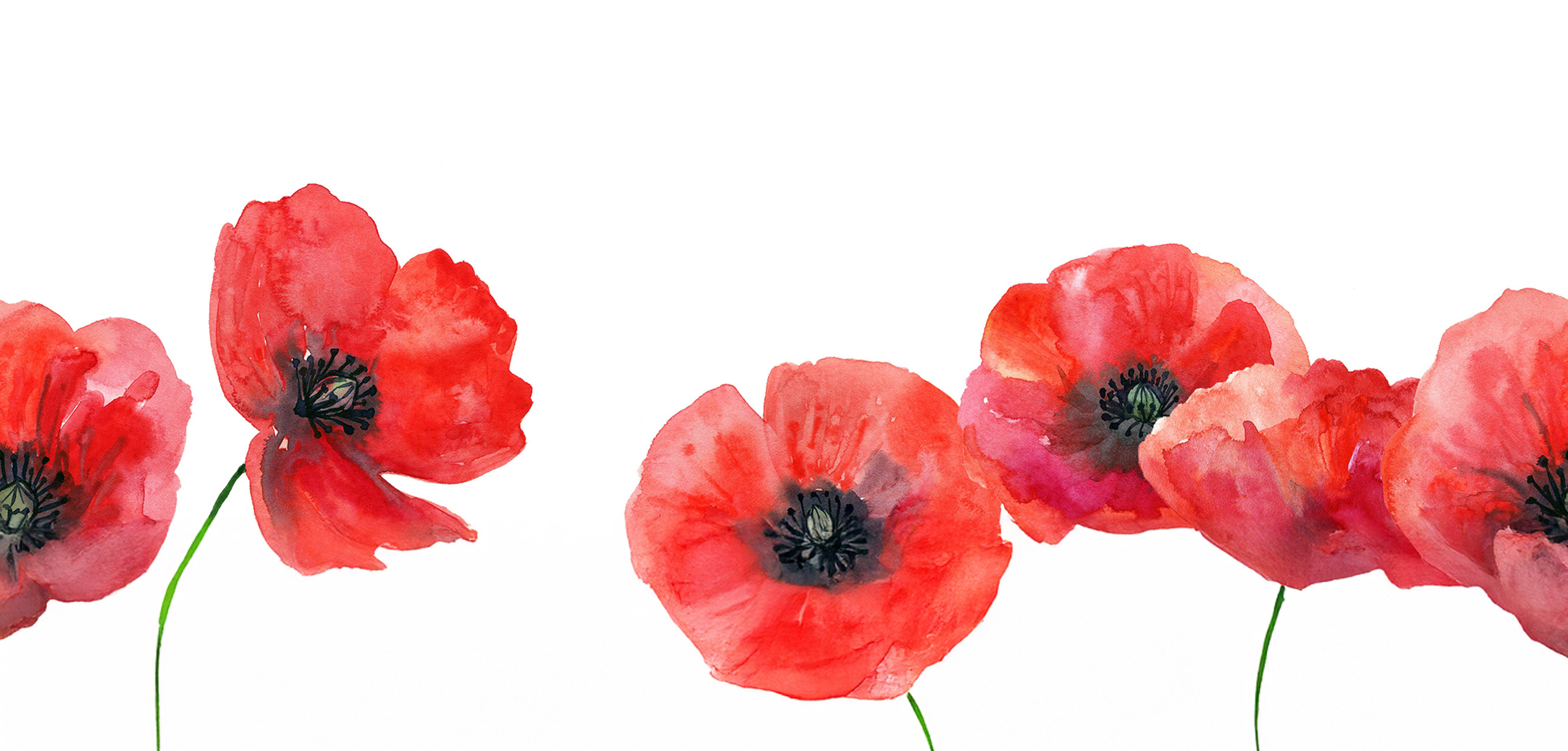 watercolour poppies