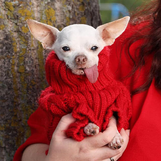 Chihuahua in a red sweater with it's tongue out. 