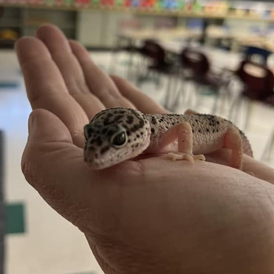 Young gecko held in a hand