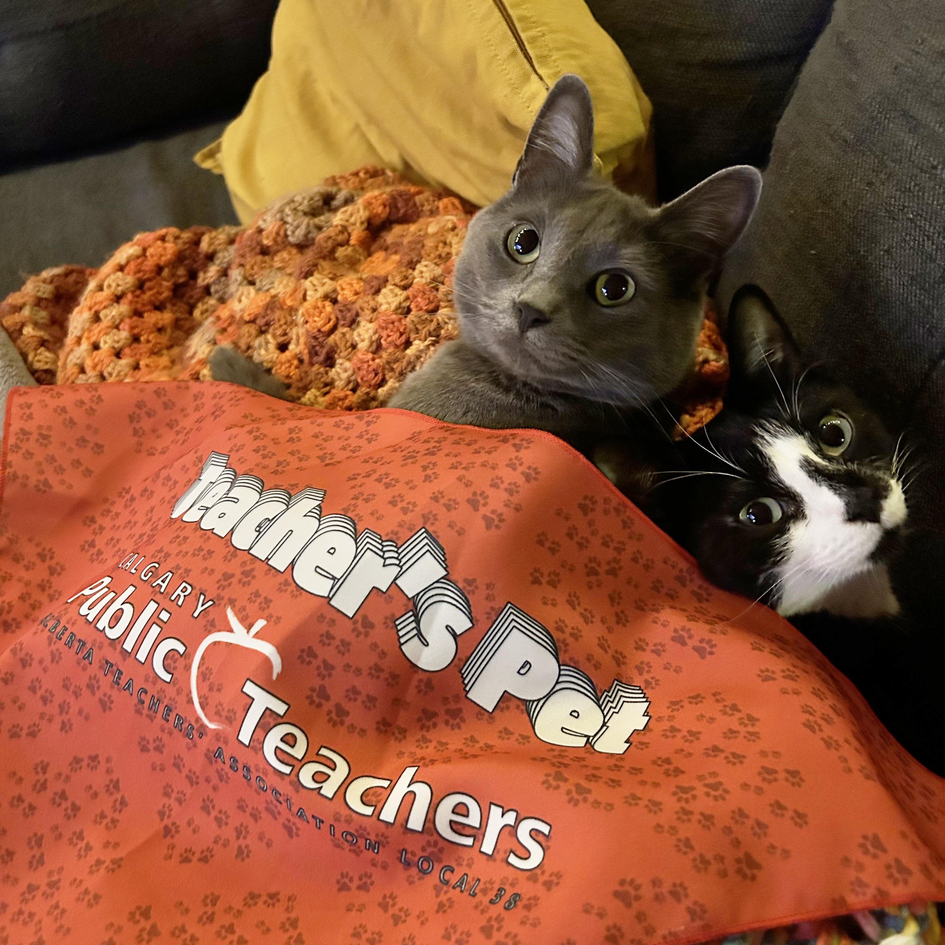 Two cats under a Teacher's Pet blanket