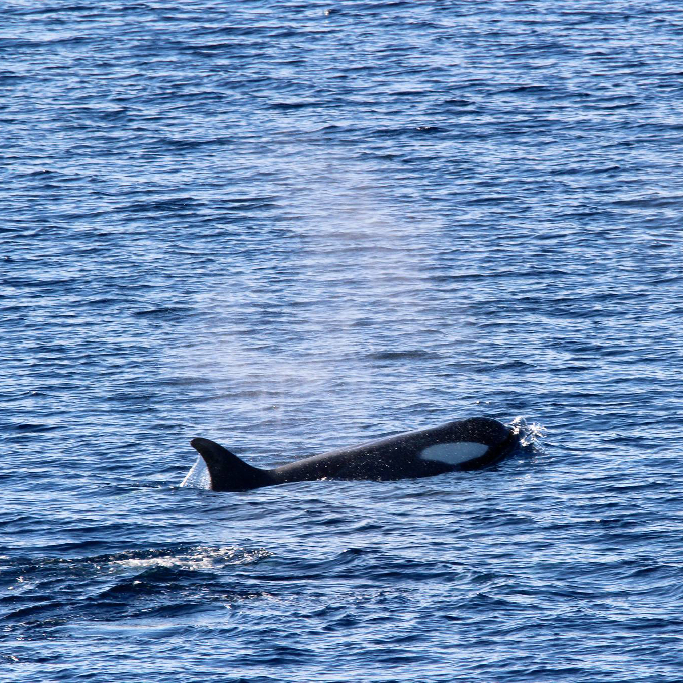 A killer whale in the ocean