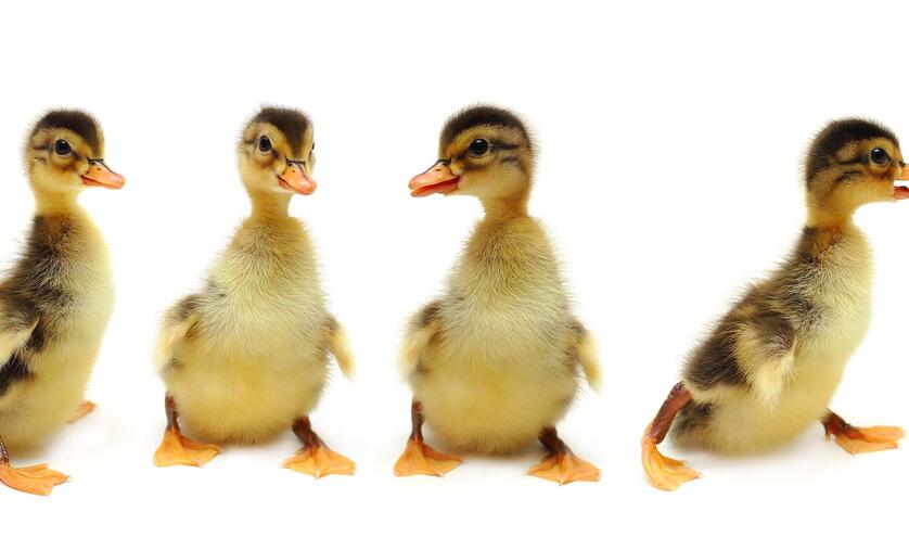 Four yellow ducklings on a white background