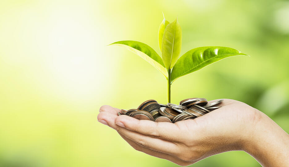 Hand holding coins with a sapling sprouting from them.