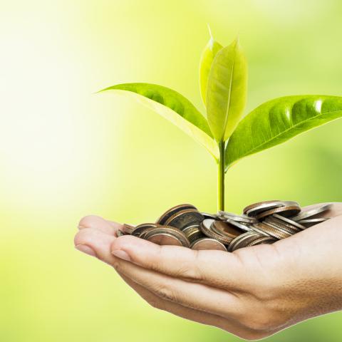 Hand holding coins with a sapling sprouting from them.