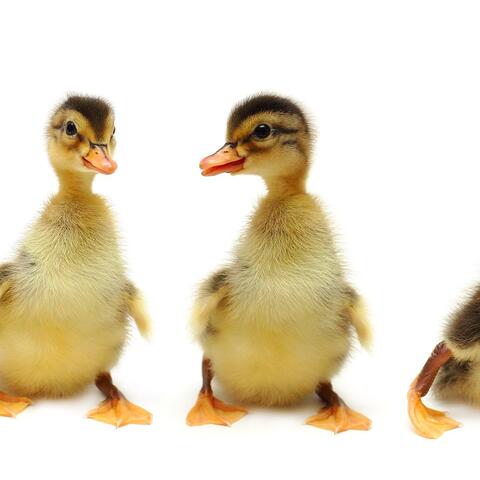 Four yellow ducklings on a white background