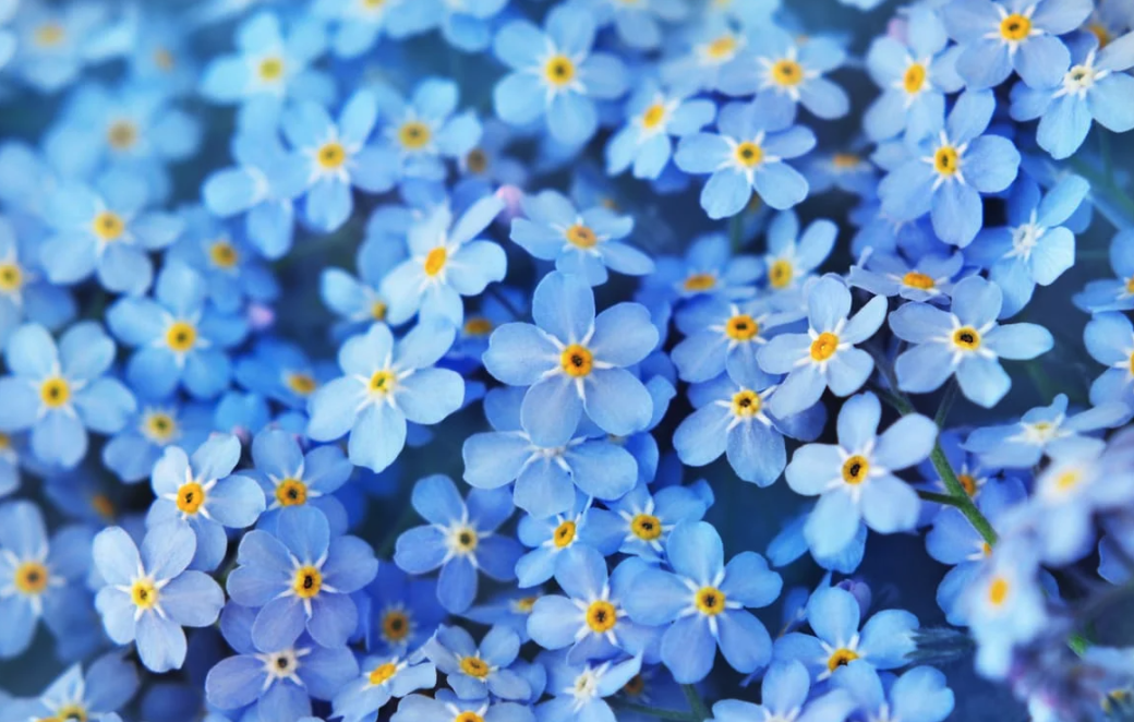 many forget me not flowers up close