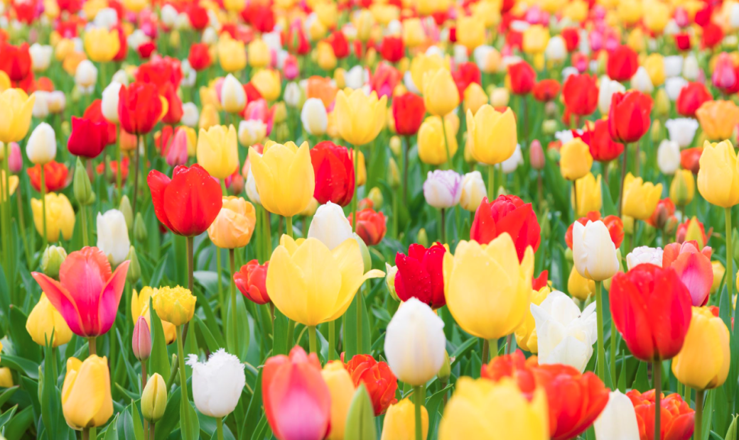 field of multi-coloured tulip flowers