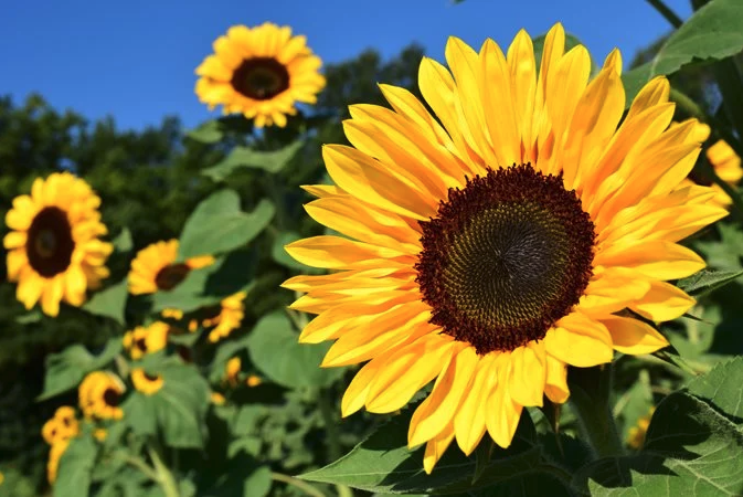 Sunflowers with a bright blue sky.