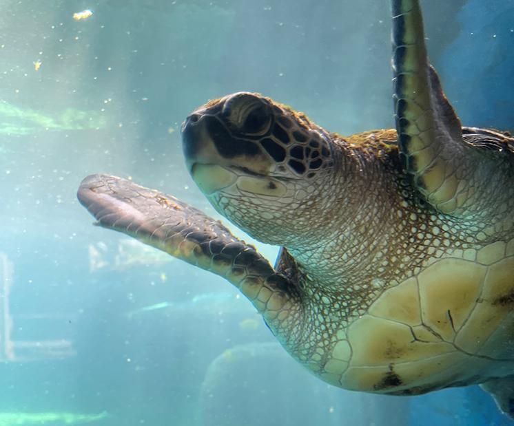 View of turtle swimming from below