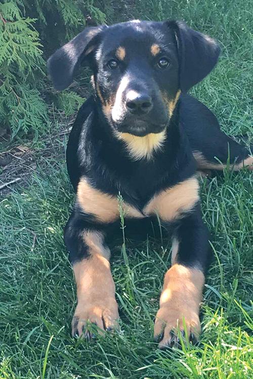 Young Doberman cross dog lays alert posing in the grass.