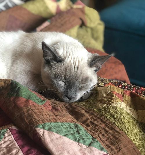 Siamese cat sleeps in an autumn coloured quilt.