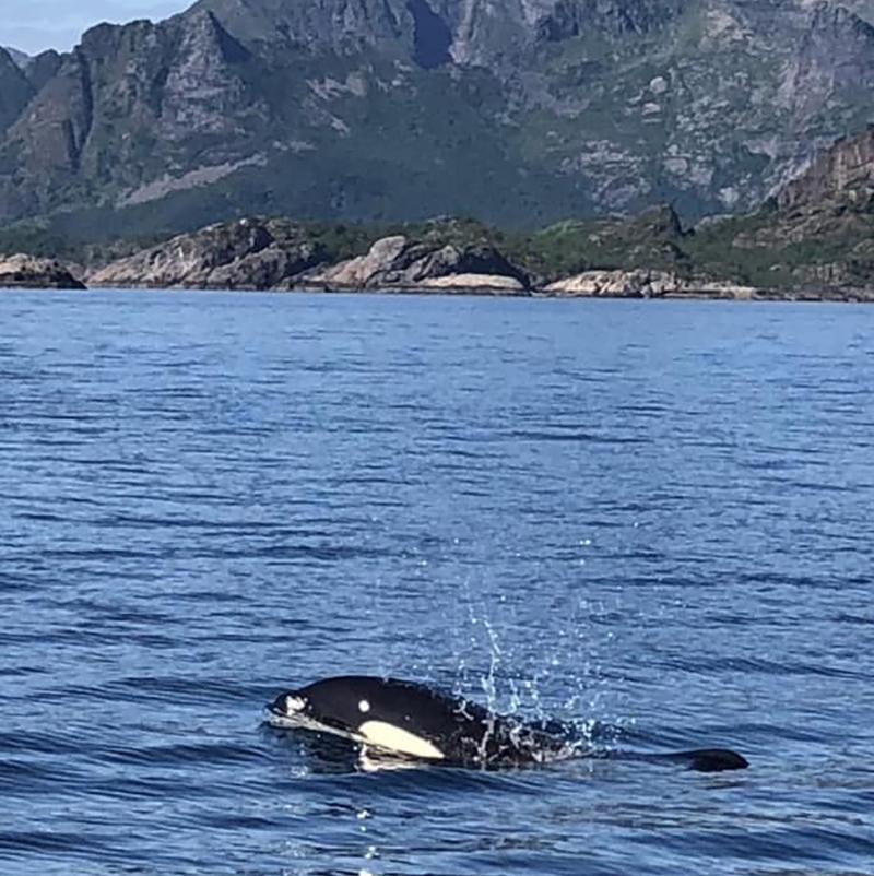 An Orca breeches the water