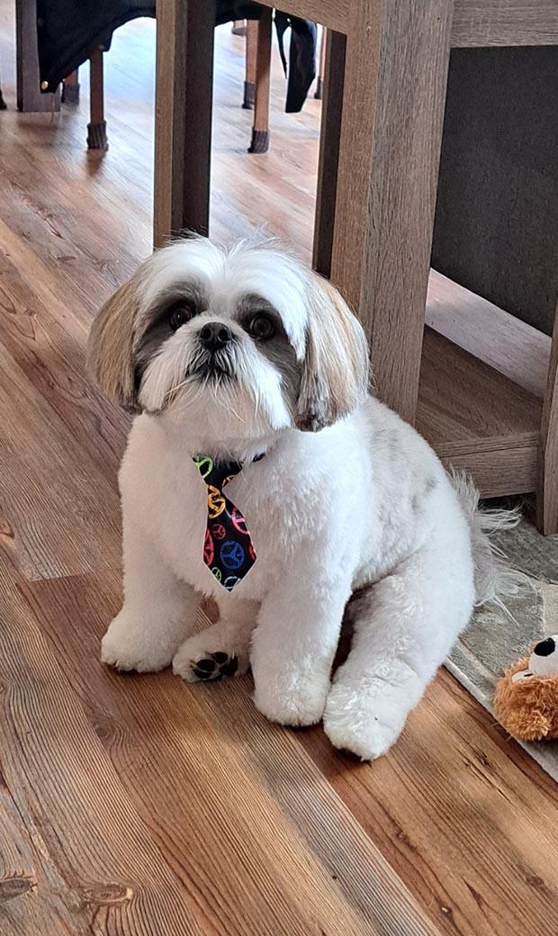 Small fuzzy white and cream dog sits on a wood floor wearing a tie.