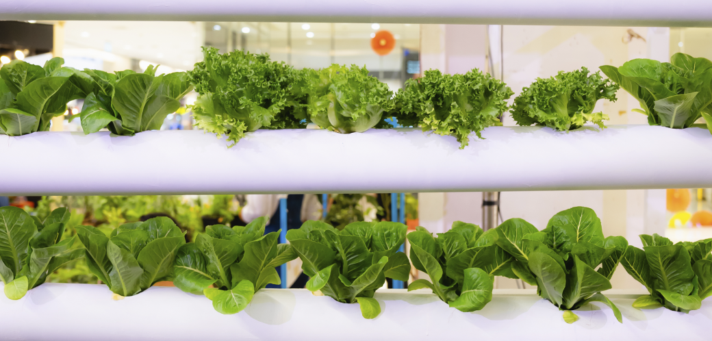 Leafy greens growing out of white pipes