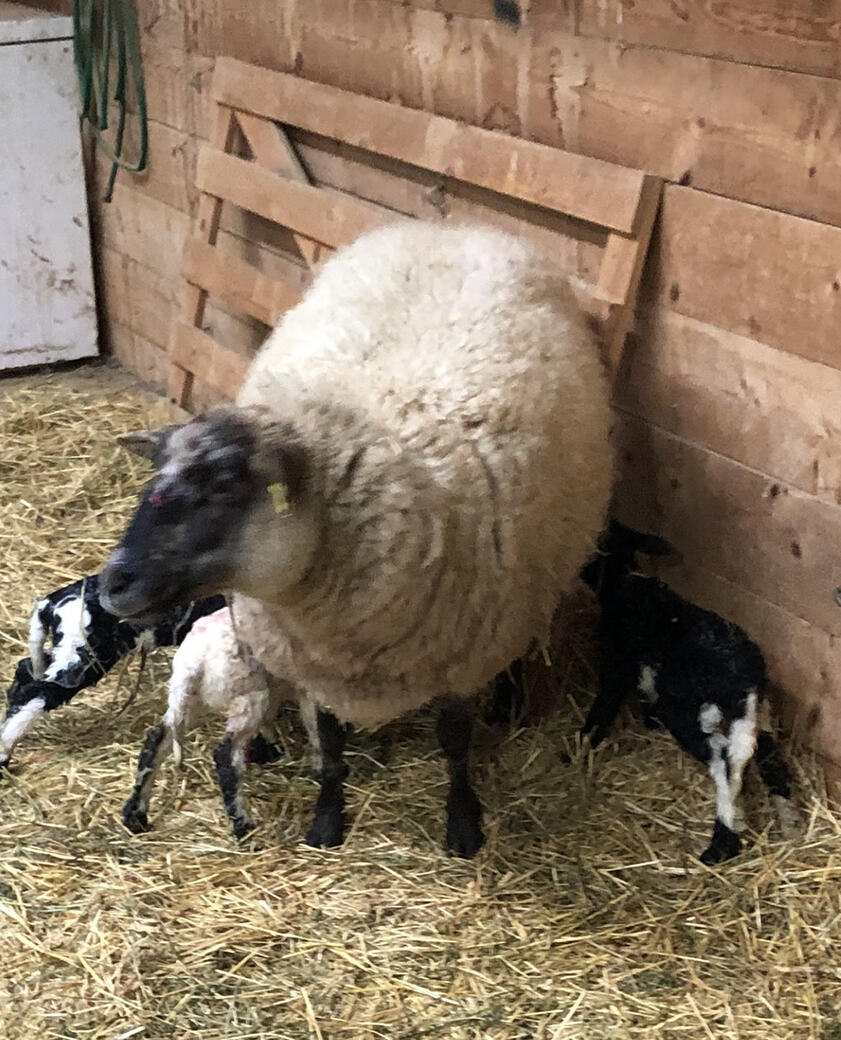 Mother sheep tending to her lambs