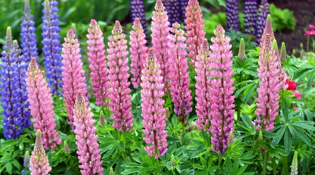 Lupine