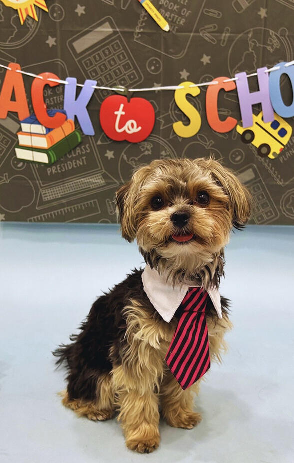 Yorki cross wearing a tie