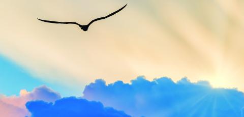 Silhouette of a gull flying away towards sunbeams breaking though dark clouds.