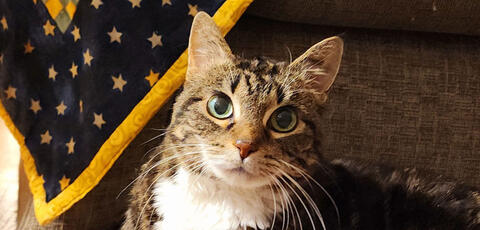 brown tabby cat with pretty eyes