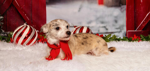 small speckled dog in holiday photo
