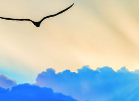 Silhouette of a gull flying away towards sunbeams breaking though dark clouds.