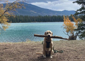 Yellow lab seated in front of a mountain lake in the fall proudly holding a big stick.