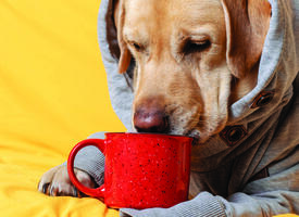 Dog wearing a hoodie and sniffing a mug