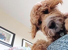 Labradoodle looking down from a bed