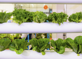 Leafy greens growing out of white pipes