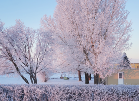 A winter scene. In the foreground are a line of frozen shrubery and two trees that are also frosted. In the background is a blue sky and two building of a farm