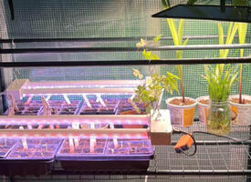 Tomatoes sprouting under a light in a small greenhouse
