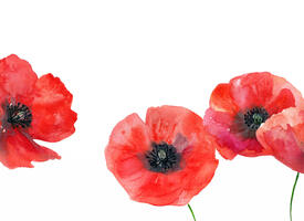 watercolour poppies