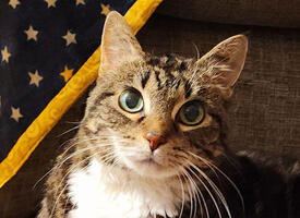 brown tabby cat with pretty eyes