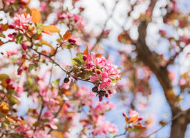 Apple tree blooming