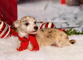 small speckled dog in holiday photo