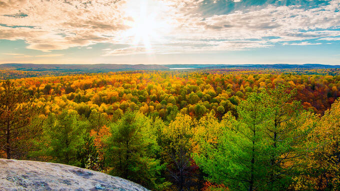 Panorama image of coniferous trees in the fall with a bright sun glowing in the sky