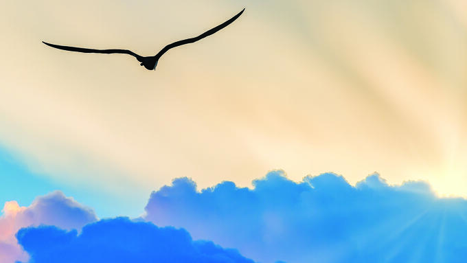 Silhouette of a gull flying away towards sunbeams breaking though dark clouds.