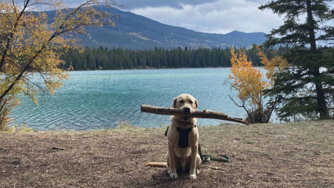 Yellow lab seated in front of a mountain lake in the fall proudly holding a big stick.