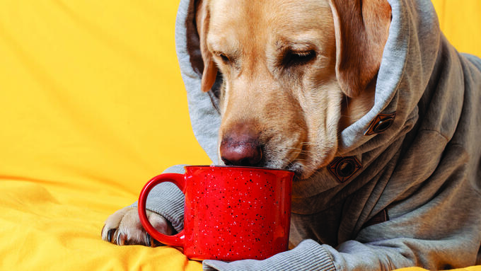 Dog wearing a hoodie and sniffing a mug