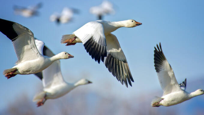 A flock of birds flying in the sky