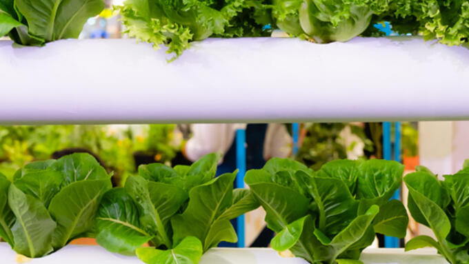4 rows of leafy plants growing in a hydration system