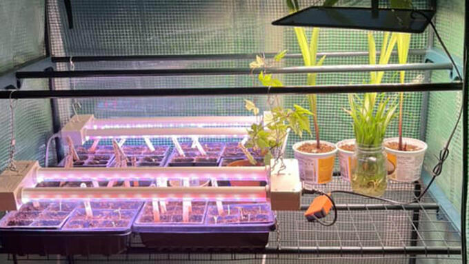 Tomatoes sprouting under a light in a small greenhouse