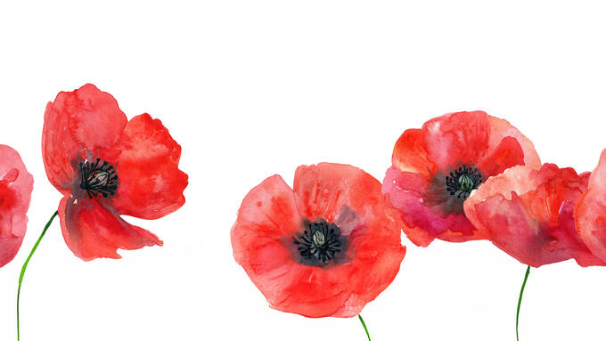 watercolour poppies