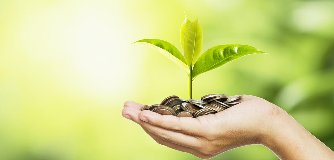 Hand holding coins with a sapling sprouting from them.