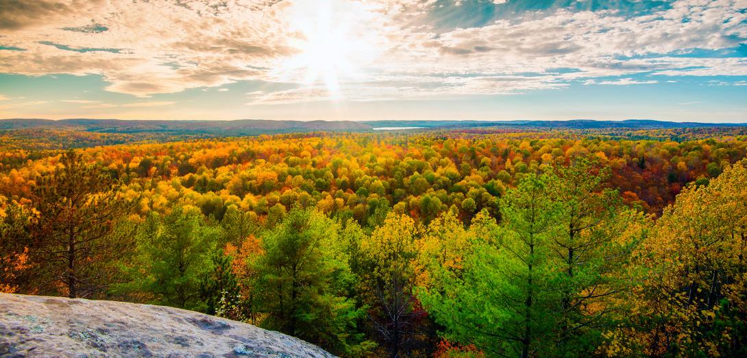 Panorama image of coniferous trees in the fall with a bright sun glowing in the sky