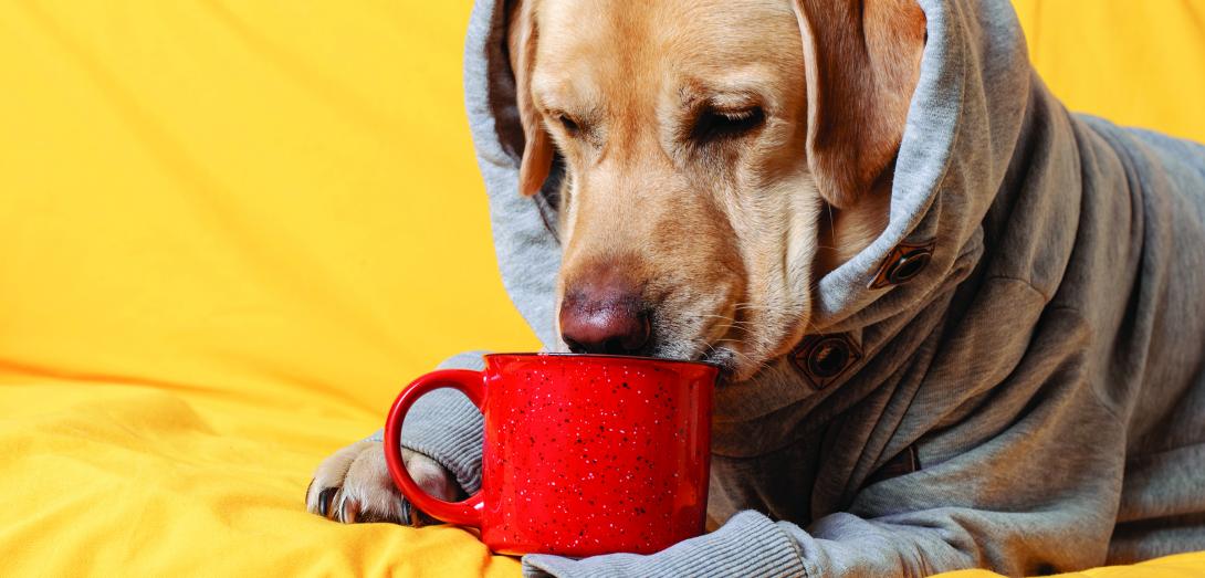 Dog wearing a hoodie and sniffing a mug